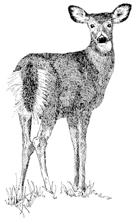 black and white line drawing of a doe deer